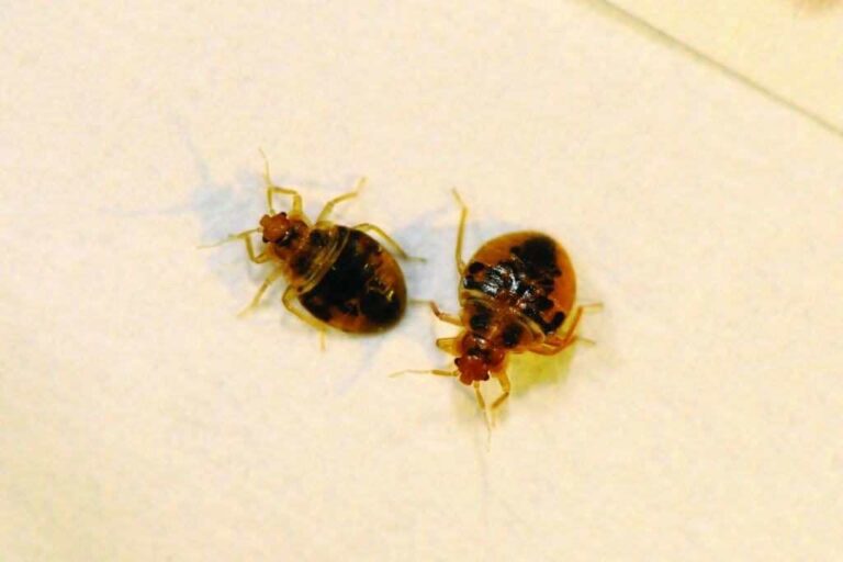 Bed Bug Exterminator Jacksonville