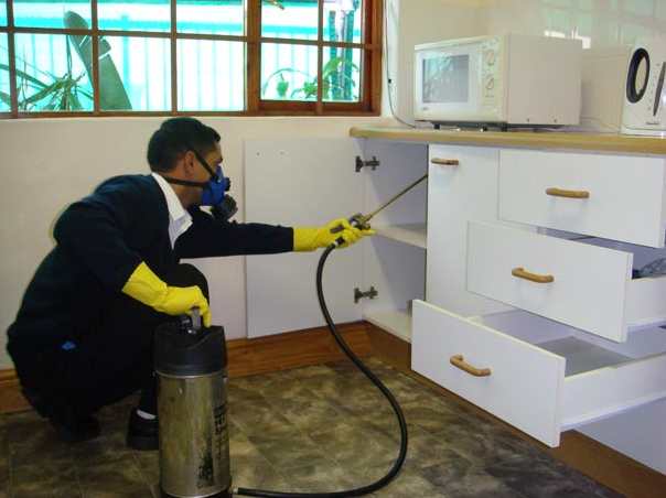Bed Bug Exterminator Jacksonville fl