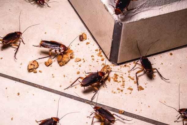 Cockroach Control Jacksonville fl