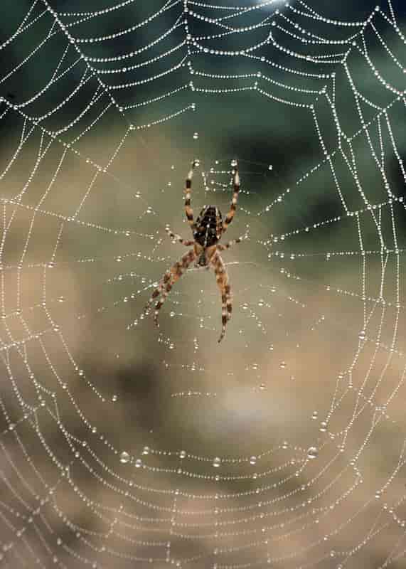 Spider Control in Jacksonville fl